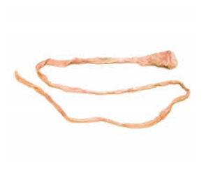 GENTILI DI SCROFA 150/+ COLLARINI PZ 1