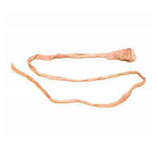 GENTILI DI SCROFA 150/+collarini pz 1