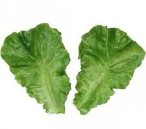 FOGLIE DI LATTUGA CONF. pz.12