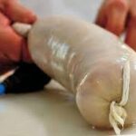 DRITTO CAL. 57/60 CM 30 LEGATO
FTS