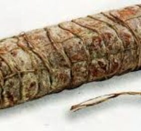 FILZETTA DI MAIALE 60/70 MT 7